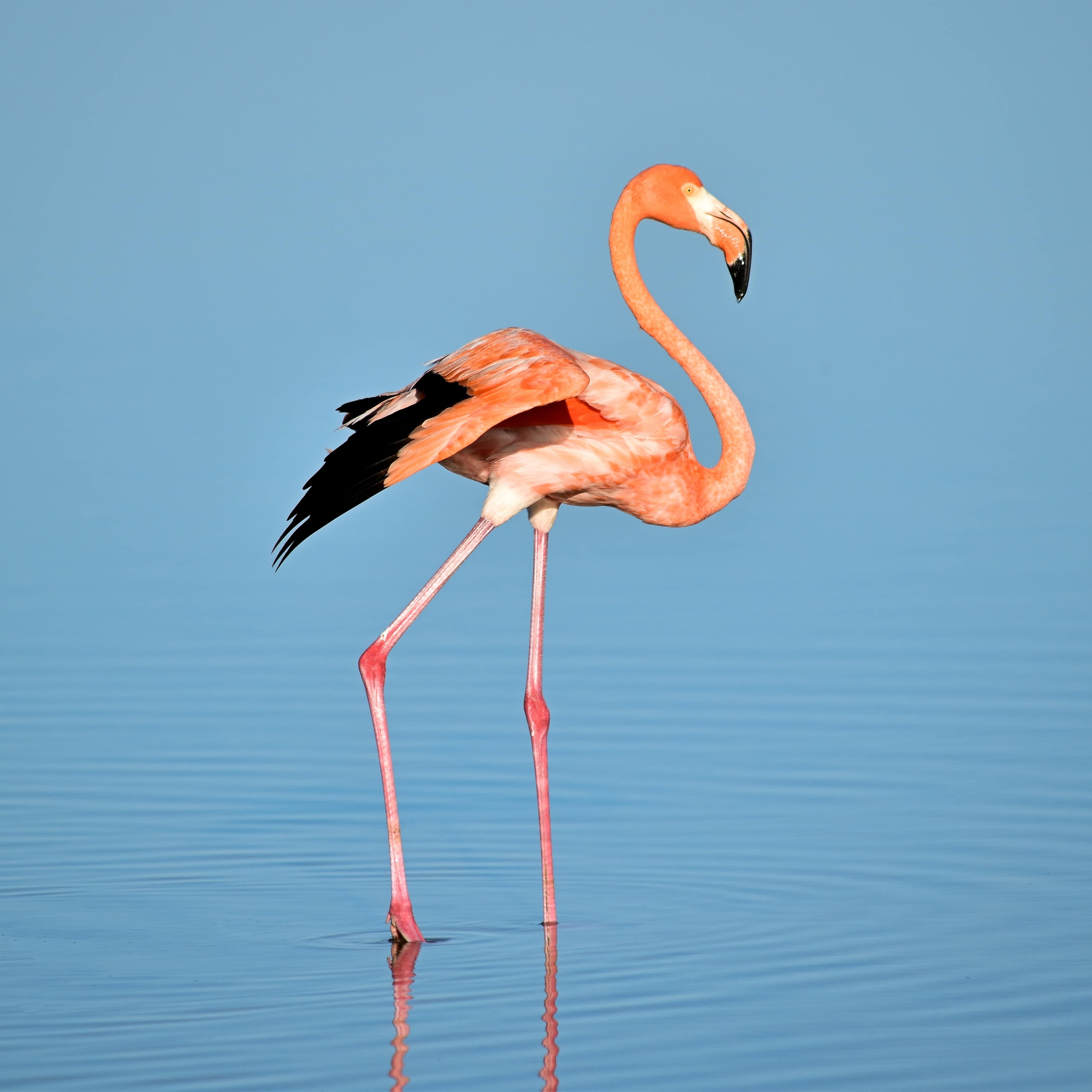 flamingo-1