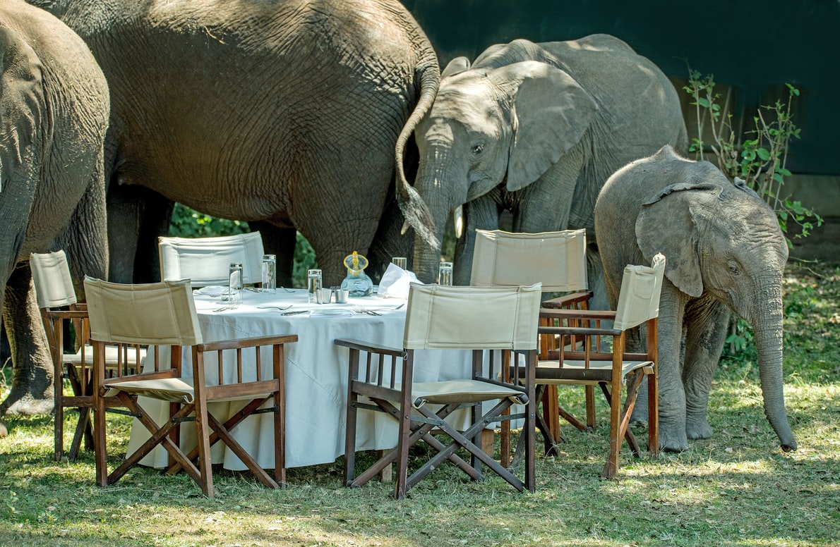 Content Marketing: The Elephant in the Room
